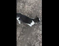 Black white cat meows loudly outdoors dirt
