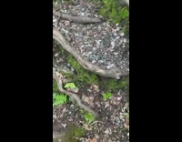 Guy on hike makes comment on tree roots stairs