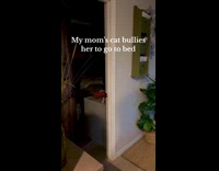 Collab Clips MPUGC - Cat stares at woman to go to bed