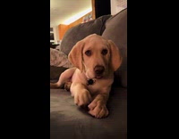 Puppy on sofa whines when told no
