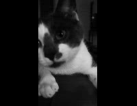 Collab PLC - Cat on sofa black and white filter