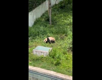 People react to panda crawl zoo enclosure