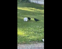 Ravens on grass play with soccer ball