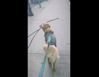 Collab KaleSaladIG - Dog finds a stick on the ground