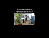 Cat blocked jump on counter