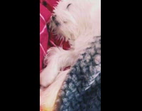 Sleeping white dog dreams runs moves paw