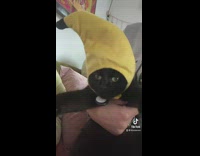 Black cat in banana halloween costume 