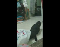 Black cat white plastic bag over head