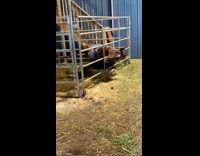 Horse get stuck sideways inside horse pen