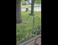 Squirrel having zoomies at the yard 