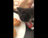 Cat steal chicken nugget guy scream table