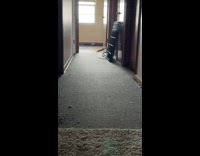 Skinny cat in hallway runs through other door
