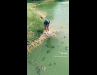 Guy dances and turtles swim towards him 