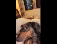 Dog lie down beside foot of filmer