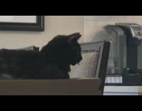 Black cat sits on table tongue out 