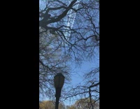 six thunderbird jets over trees in nyc