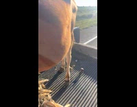 Man holds cow transport in pickup truck