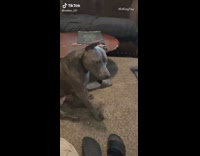 Dog looks upset after guy pets it