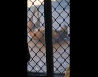 Brown dog outside house lay on ground