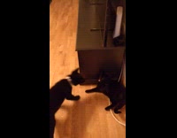 Black cat try to slap black puppy