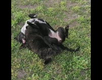 Two black dogs play on grass together 