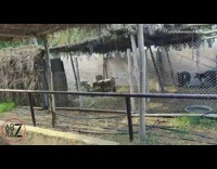 Black crows bother goat trying to eat 