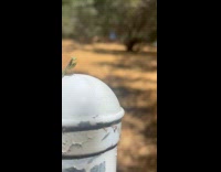 Small praying mantis on top of pole