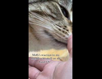 Tabby cat sniff hand of filmer reaction