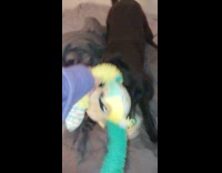 Dog gets excited bites monkey plushy toy