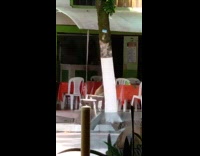 Brown dog sitting by table looks around