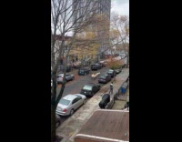 Flock of sheep run middle of street