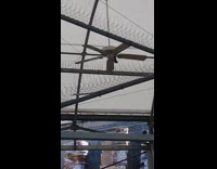 Pigeon ride on slow spinning ceiling fan