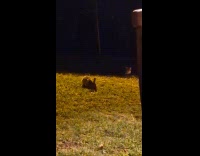 Rabbit jump and evade kitten sneak pounce