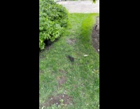 Collab Clips MPUGC - Mom squirrel rolls up baby to carry it 