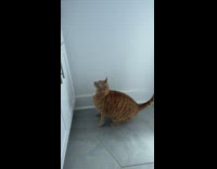 Collab BitchMP - Cat preps to jump onto counter