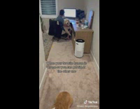 Person opens door and dog jumps out of another arms to owner