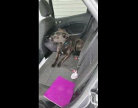 Black door stay inside car purple folder