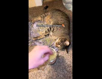 Cat laying loves being sprinkled by catnip