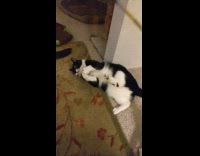 Black white cat lays back on floor and plays with toy on string