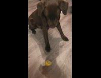 Brown dog eats lemon and starts to freak out