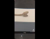 Collab BitchMP - Magnifying glass of tiny long fish shark skeleton 