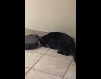 Cat thinks cough come from robot vacuum 