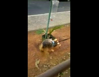 Dog pee on plant does a handstand