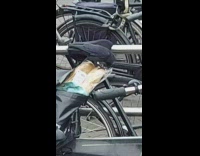 Black crow eats bread in bag bicycle 