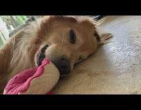 Golden retriever dog pink donut squeaky toy 