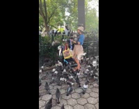 Woman feed lots of pigeons park nyc