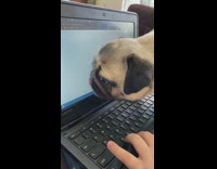 Pug tries to eat google chrome dinosaur 