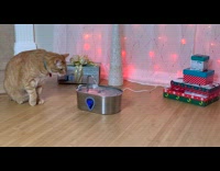 Orange cat drinks water from pet fountain