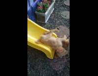 Daughters and two brown puppies yellow slide
