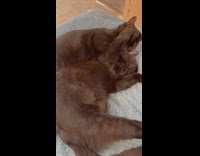 Two Black Cats Cuddle on Pillow 